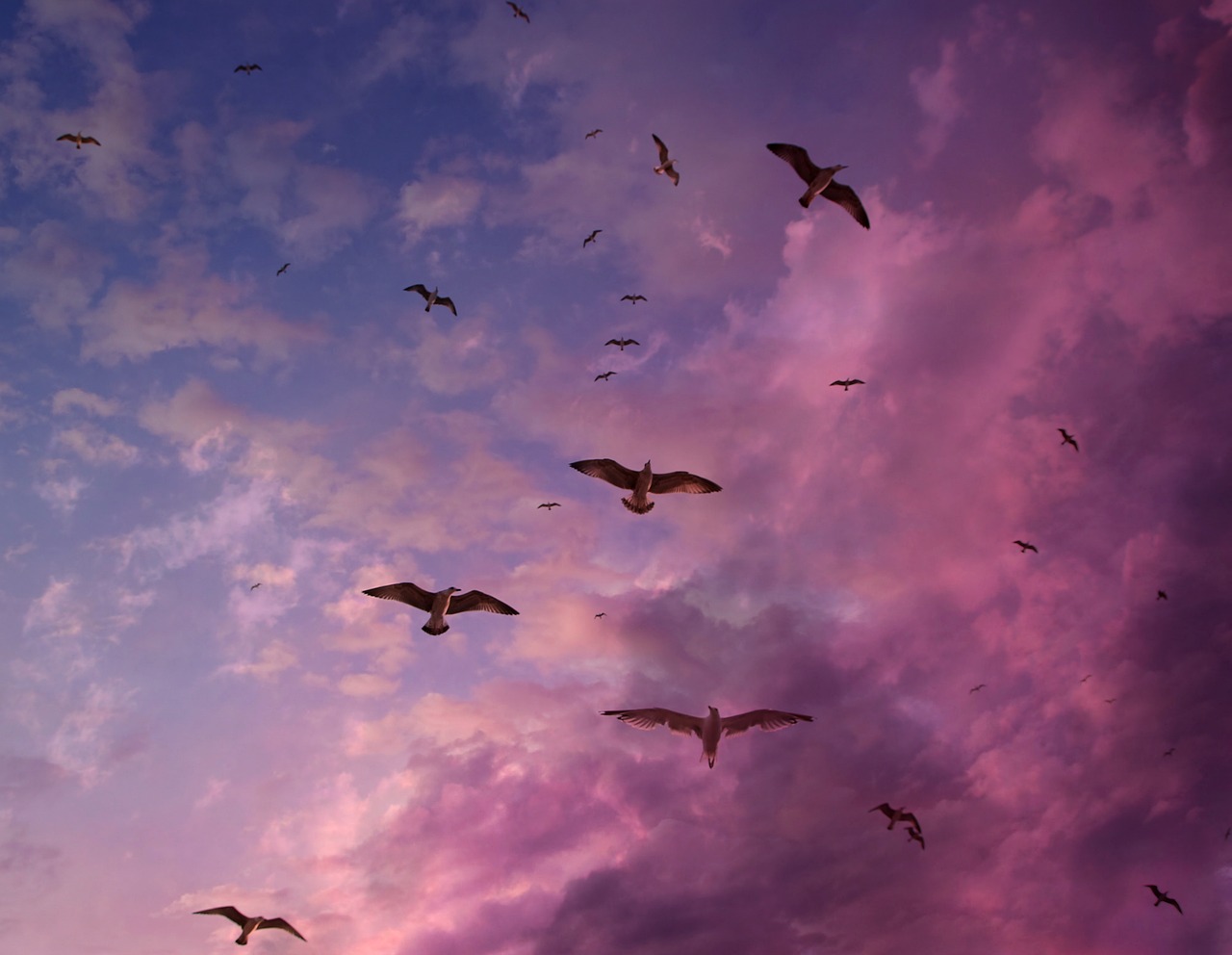 Image - seagulls sky flight cloud stol