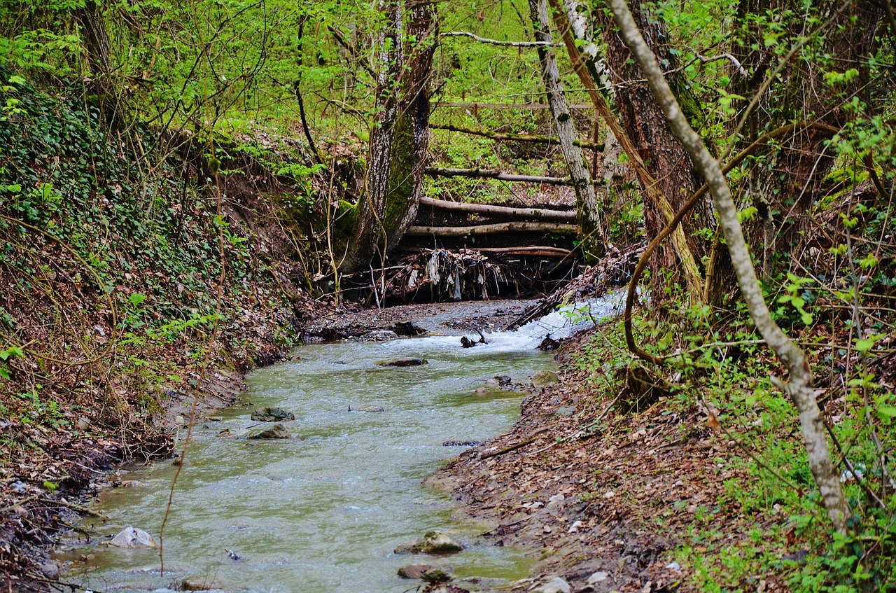 Image - forest water steps landscape
