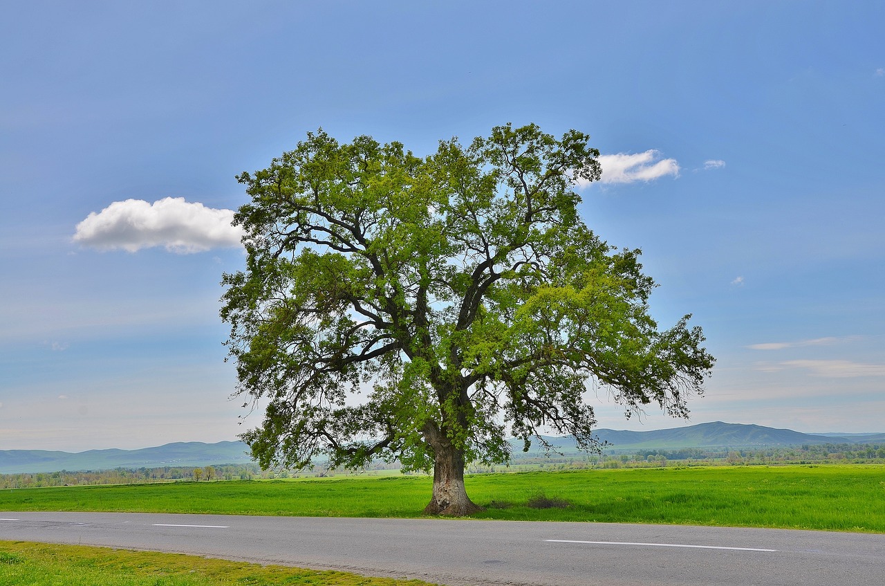 Image - tree mountain natur landscape