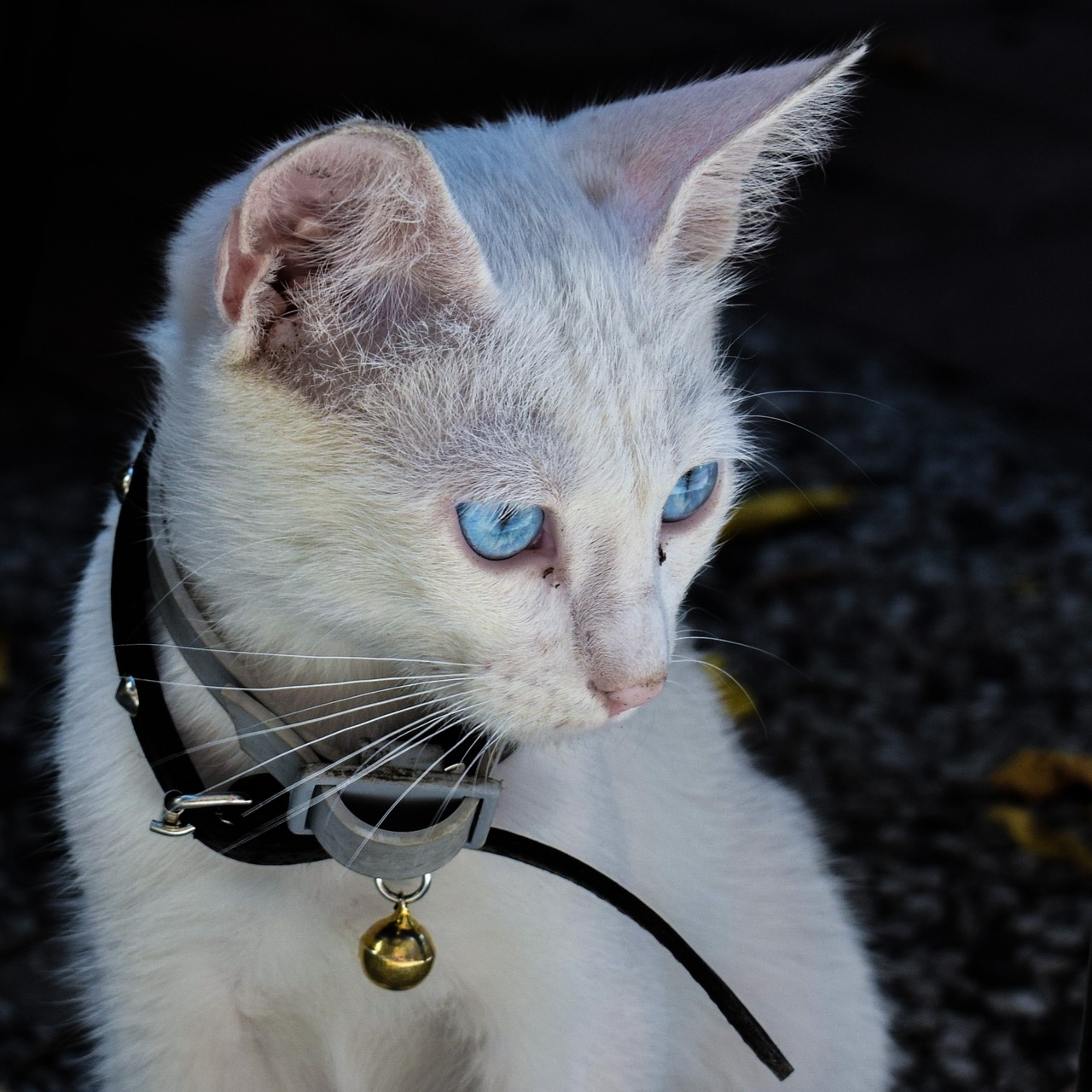 Image - cat cute animal kitten domestic