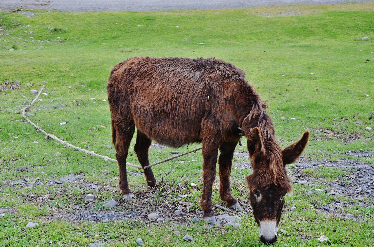 Image - donkey animal farm wild nature