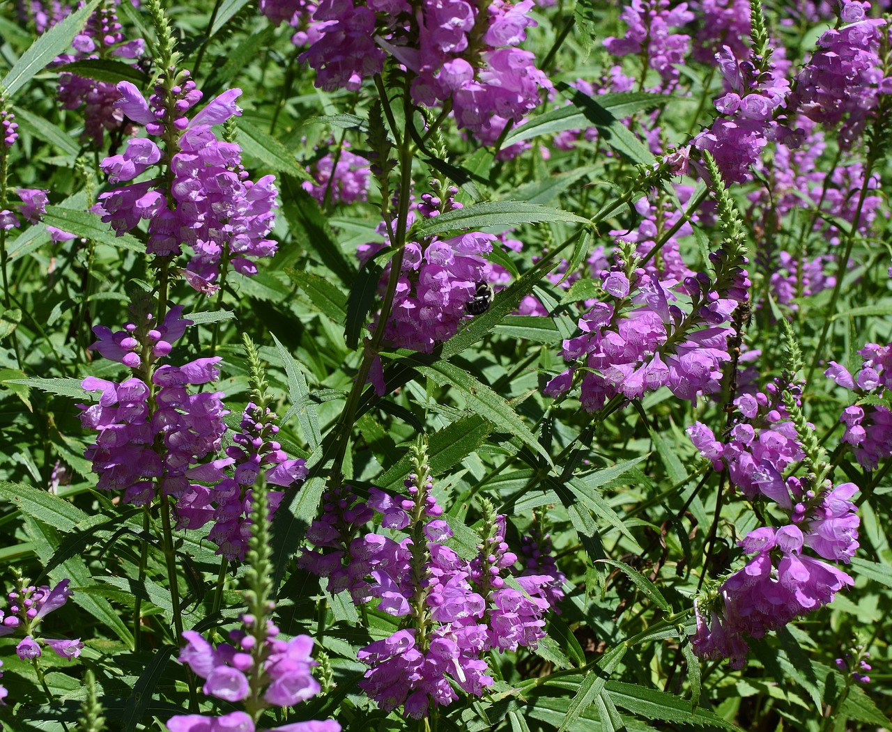 Image - false dragon head with bee flower