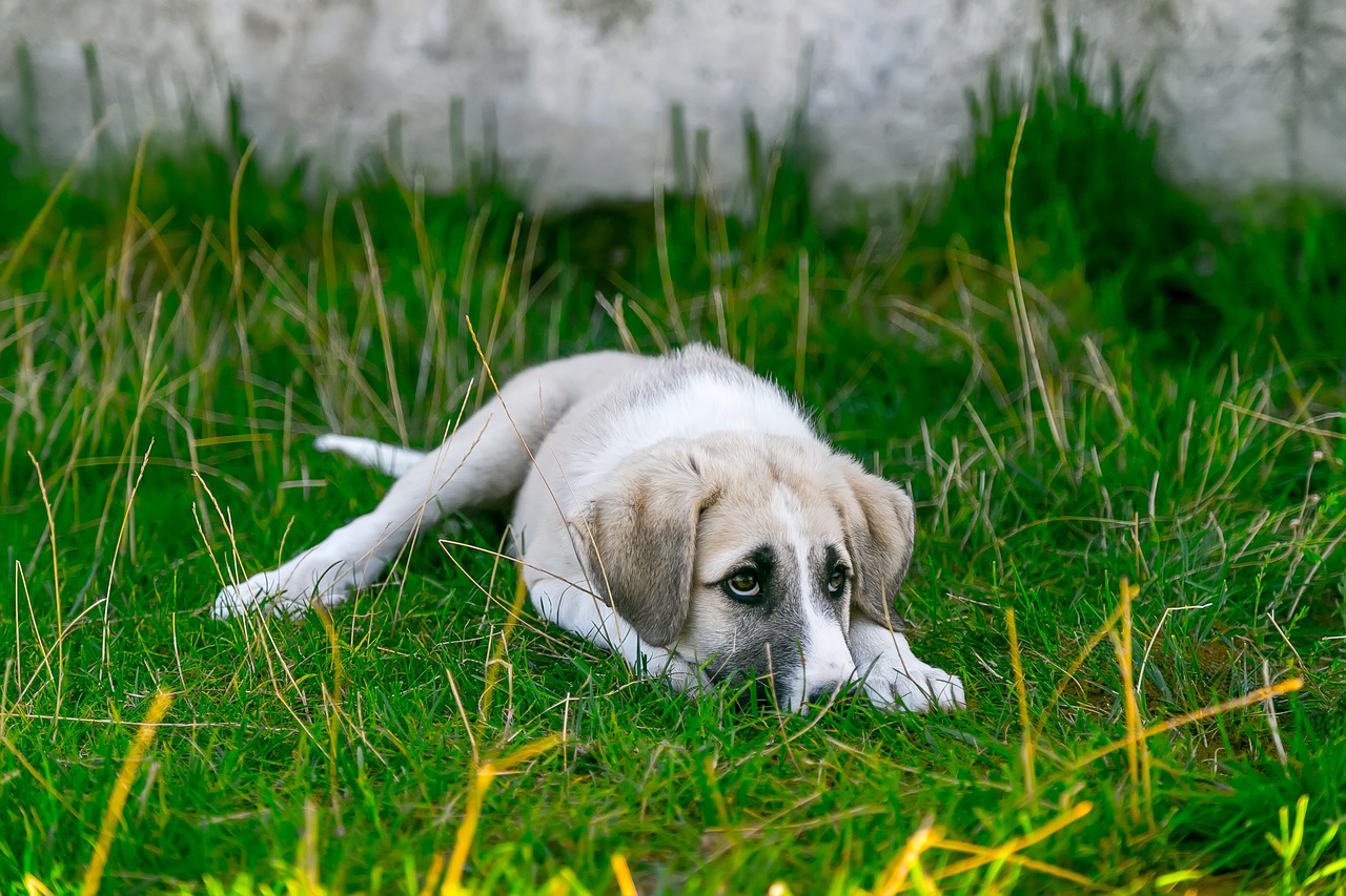 Image - dog pets look at the dog nose