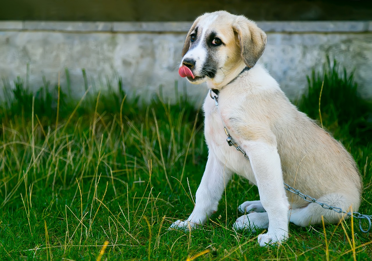 Image - dog pets look at the dog nose