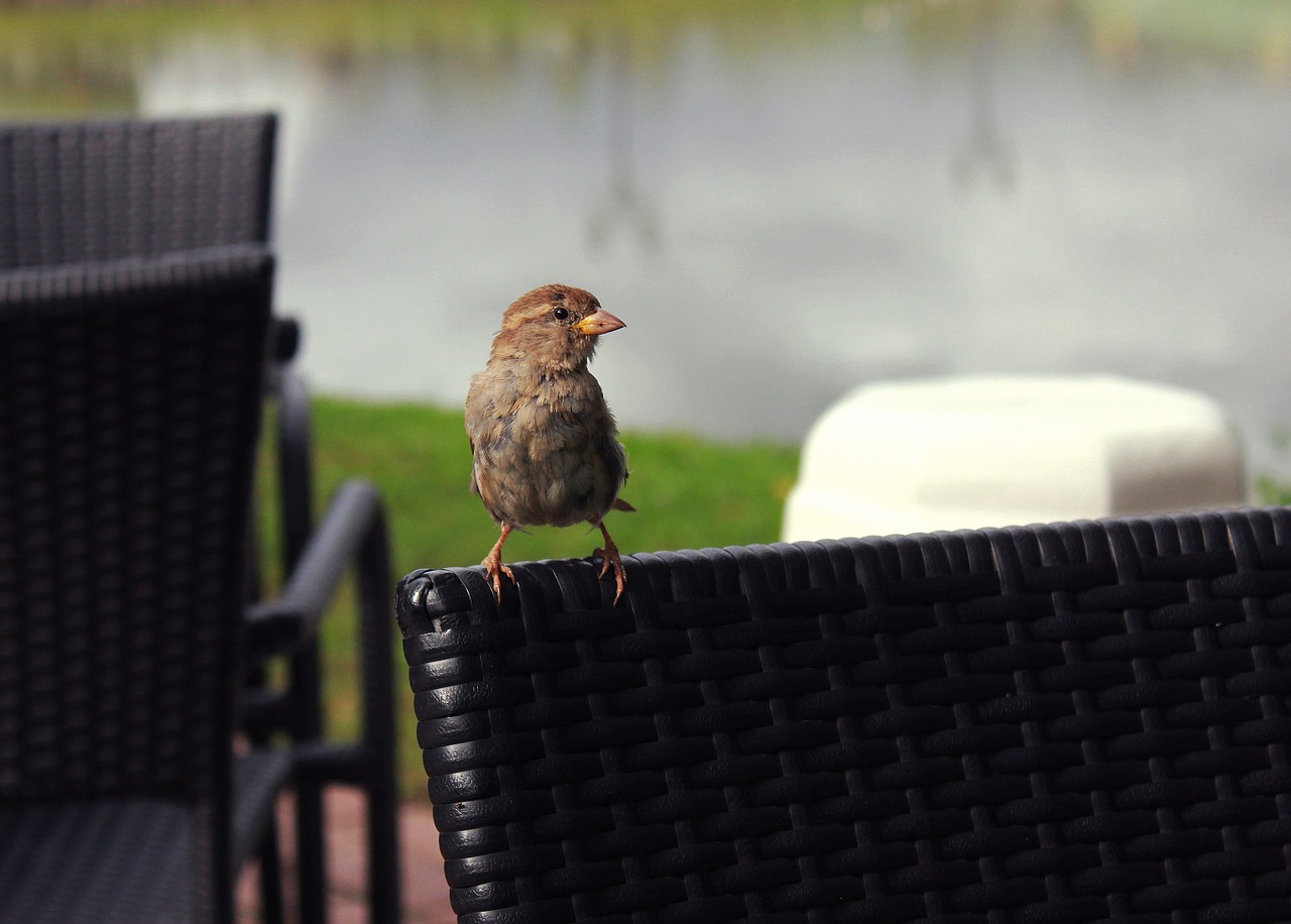 Image - birds feathered race wings love