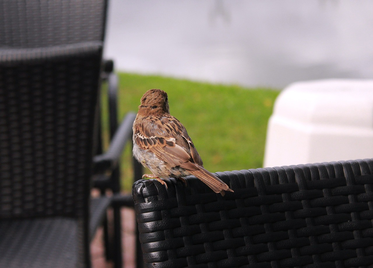 Image - birds feathered race wings love