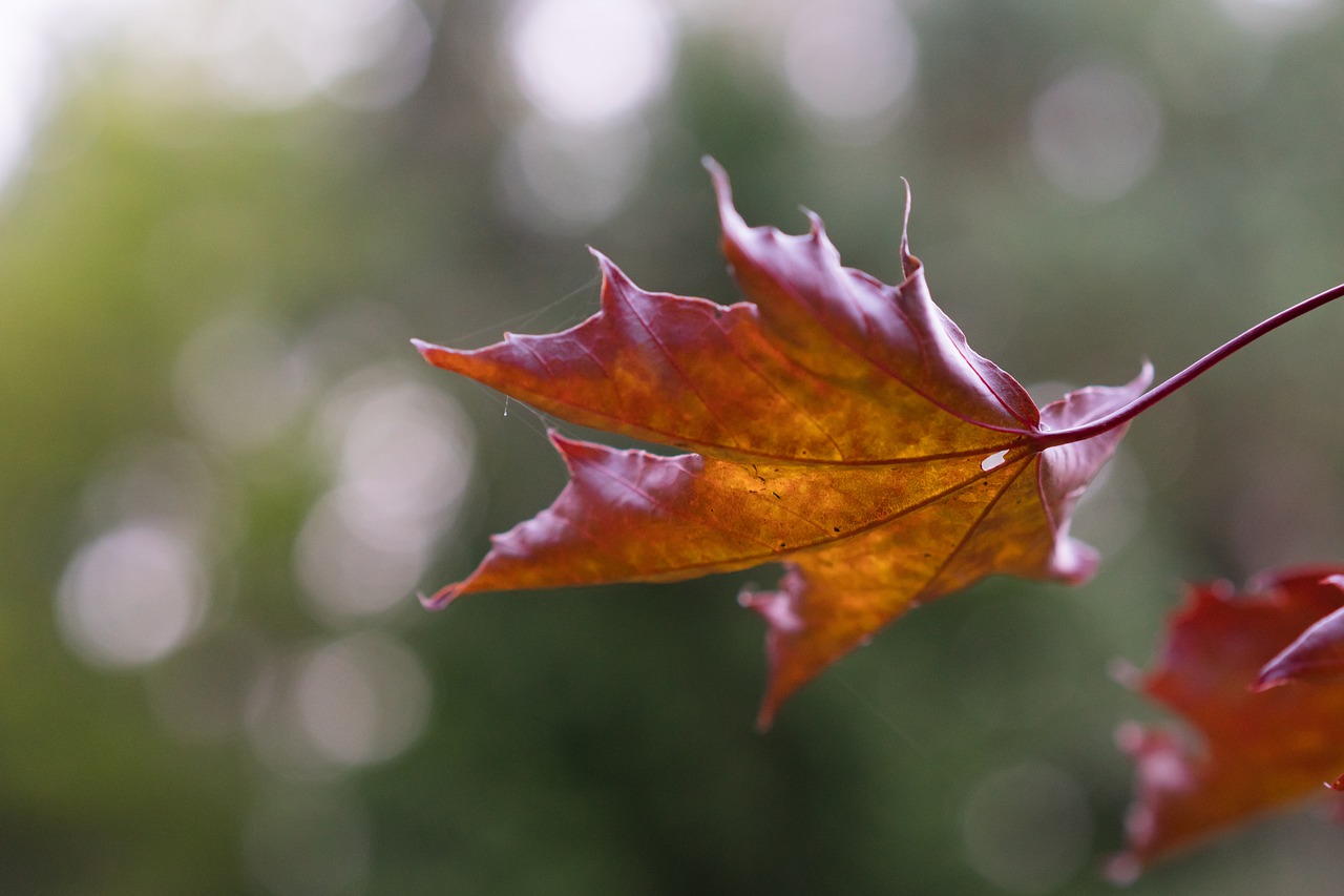 Image - leaf maple red bokeh