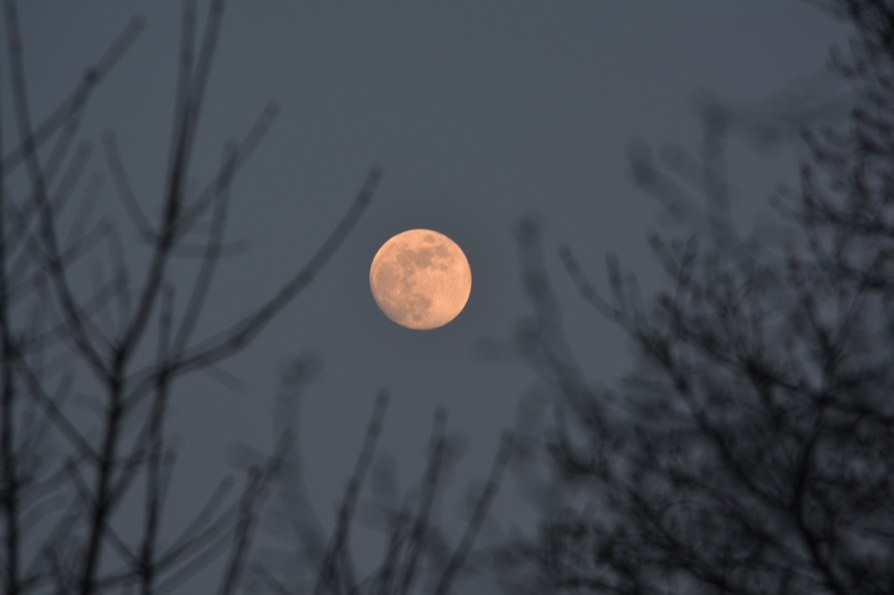 Image - moon natural sky wood landscape