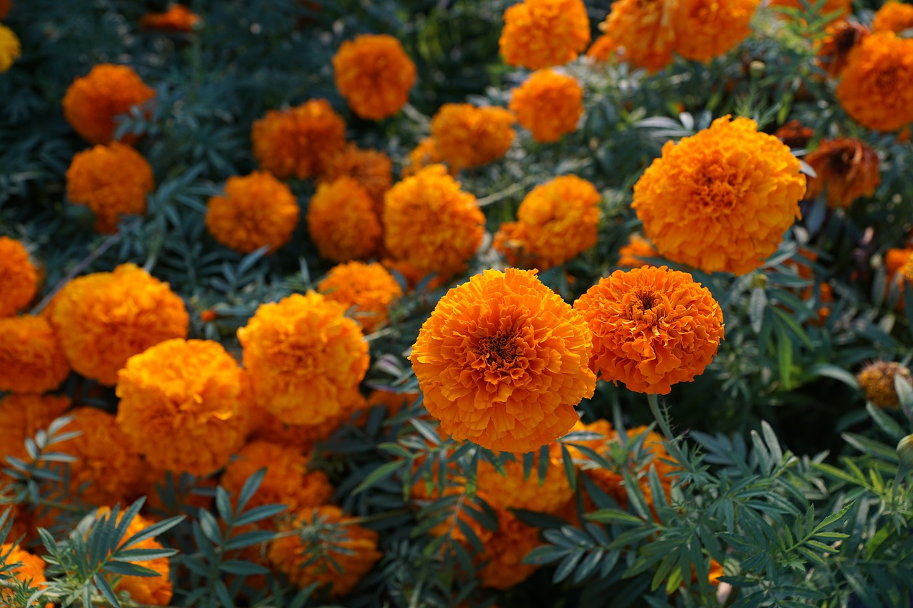 Image - flower yellow orange marigold