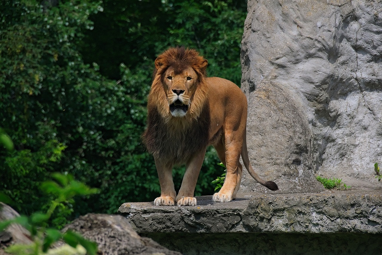 Image - lion animal nature mammal the mane