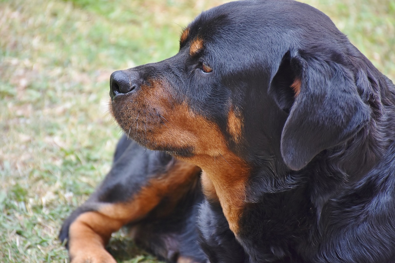 Image - rottweiler dog pet animal black