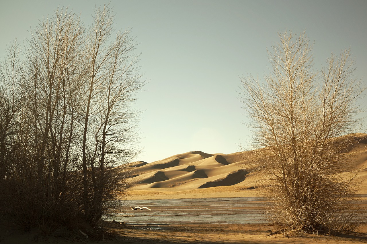 Image - desert trees nature sunset