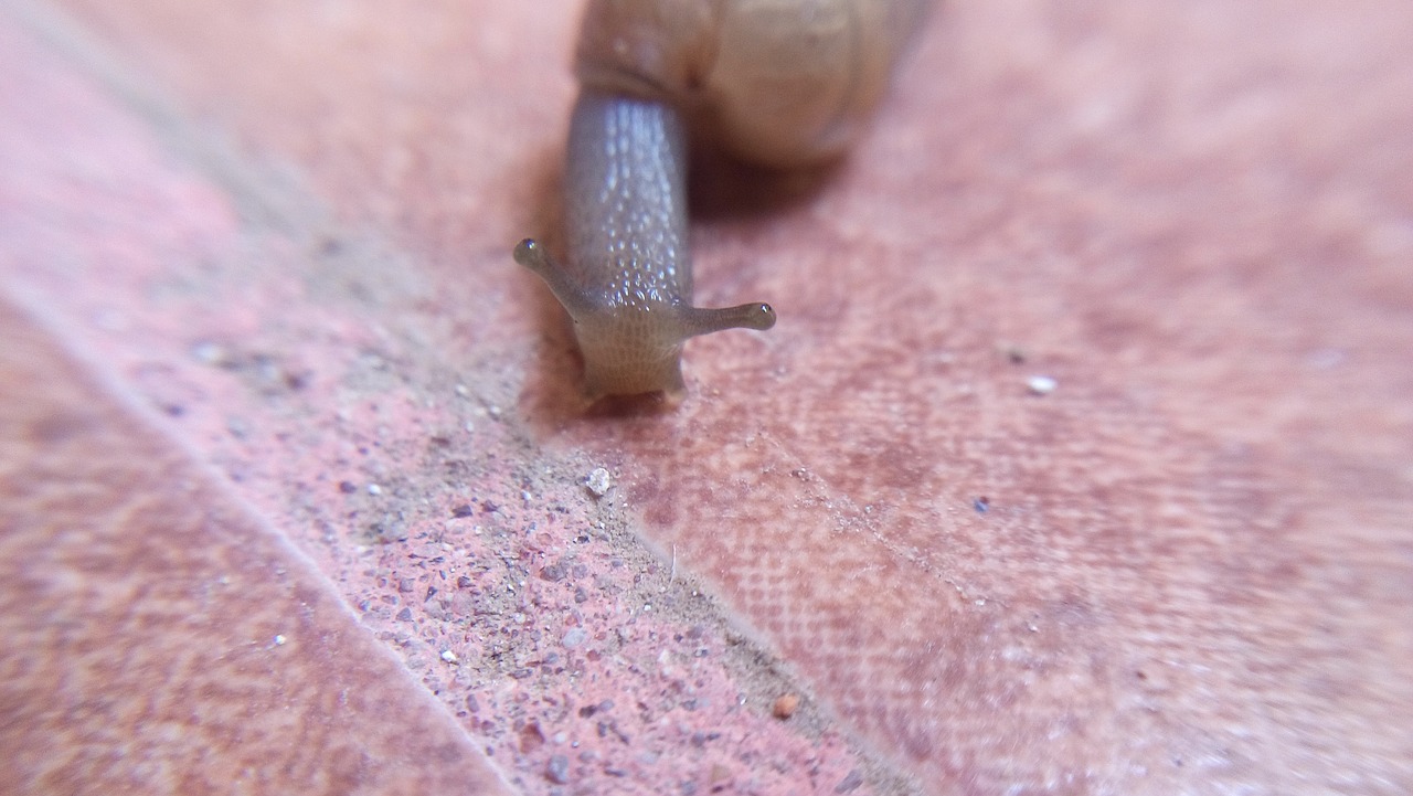 Image - snail invertebrate crawl coffee