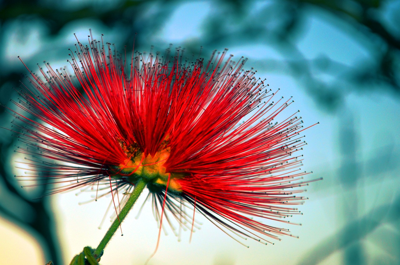 Image - flower cross red