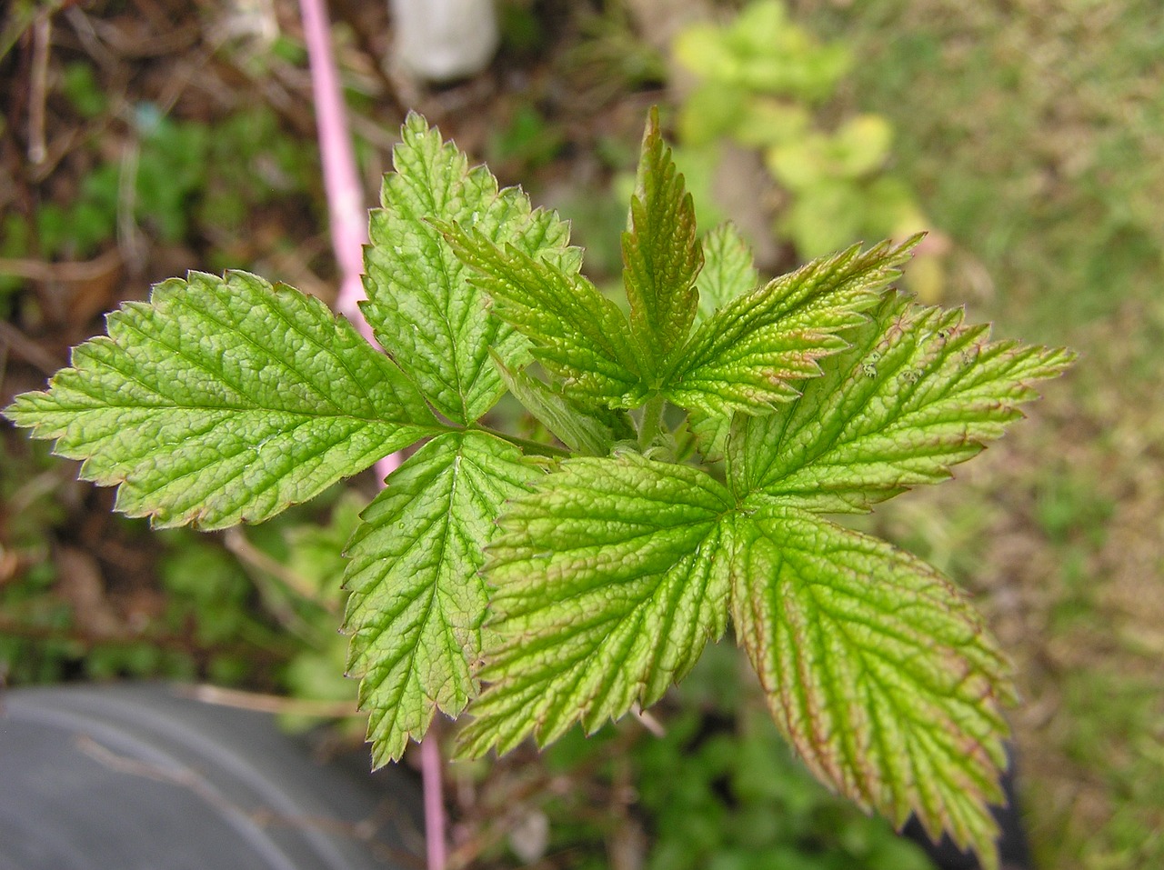 Image - raspberry new leaves spring