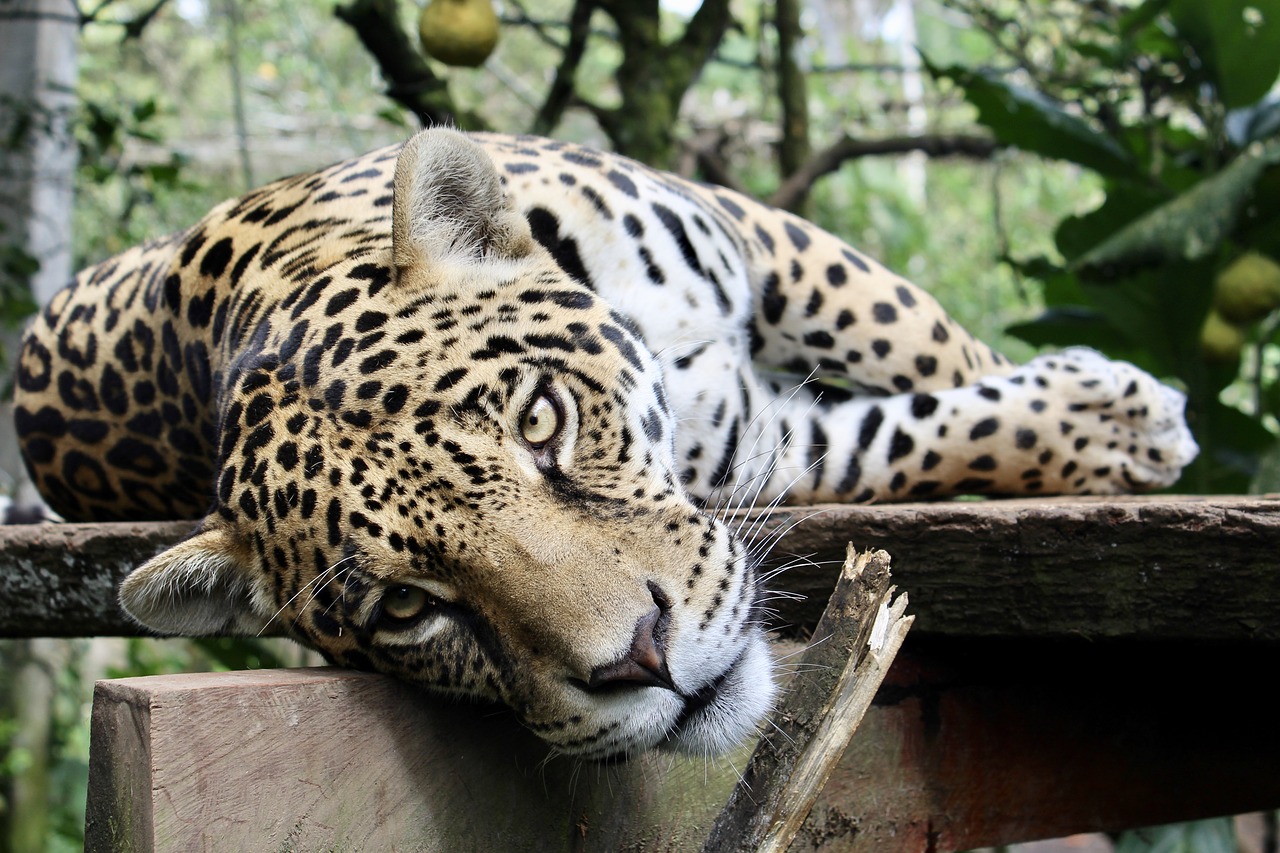 Image - jaguar feline animal wild cat