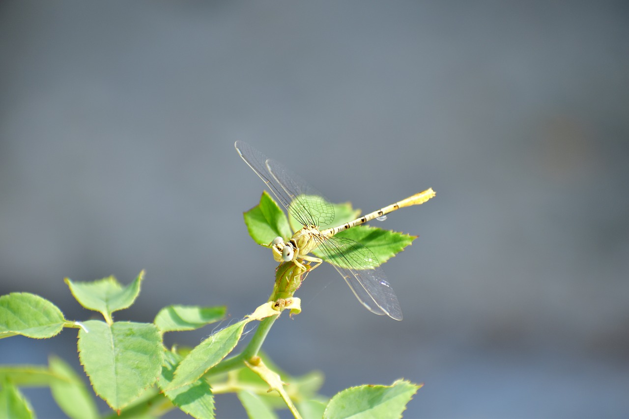 Image - dragonfly hover fly insect nectar