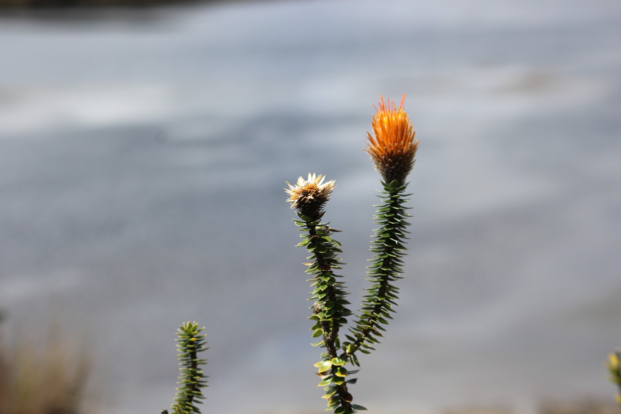 Image - chuquiragua nature national park