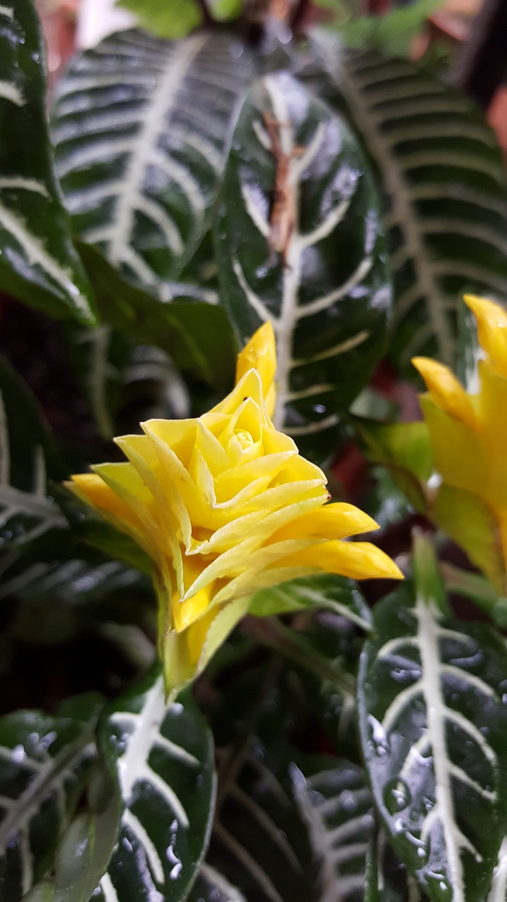 Image - yellow flower layer summer floral