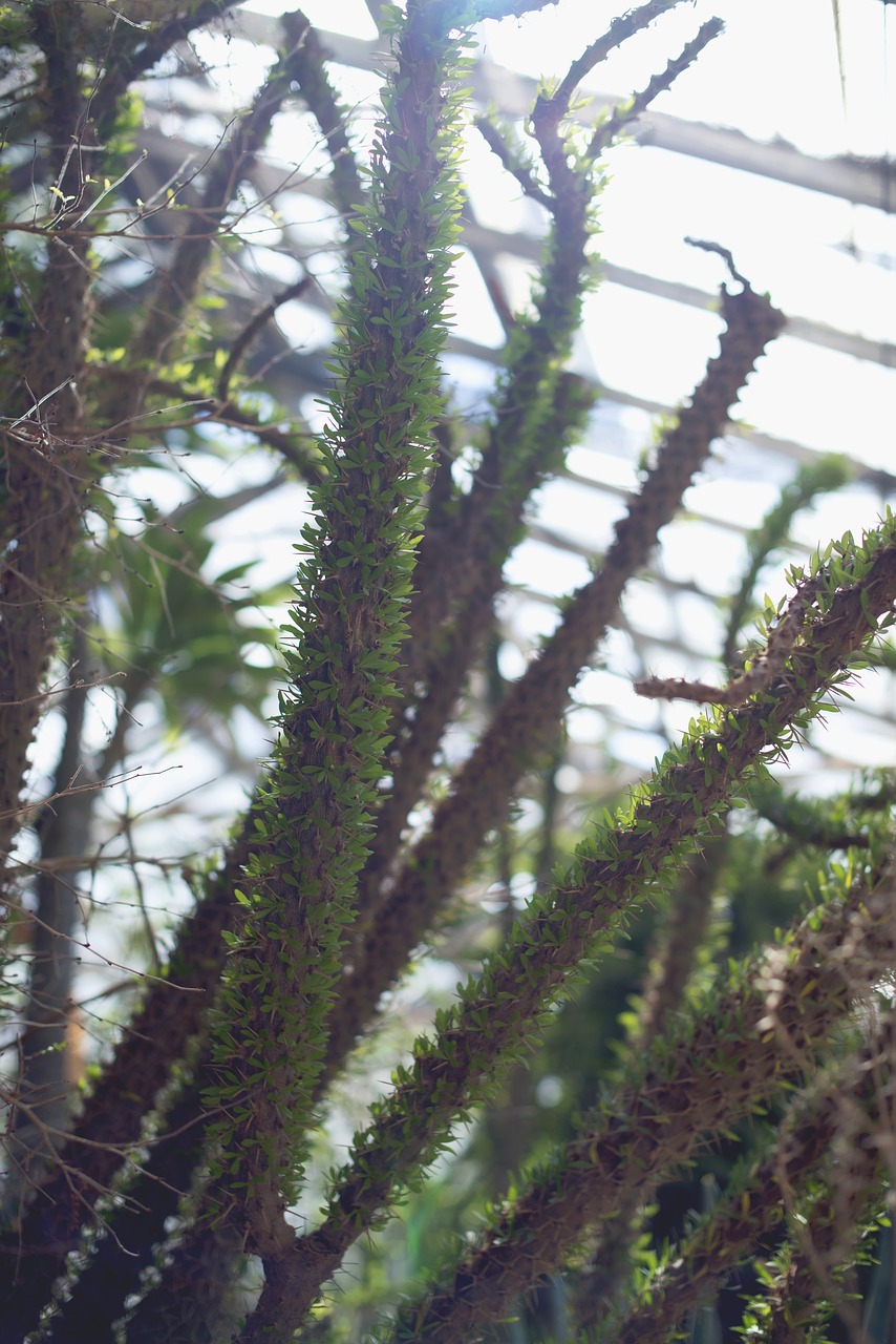 Image - succulents green house cactus