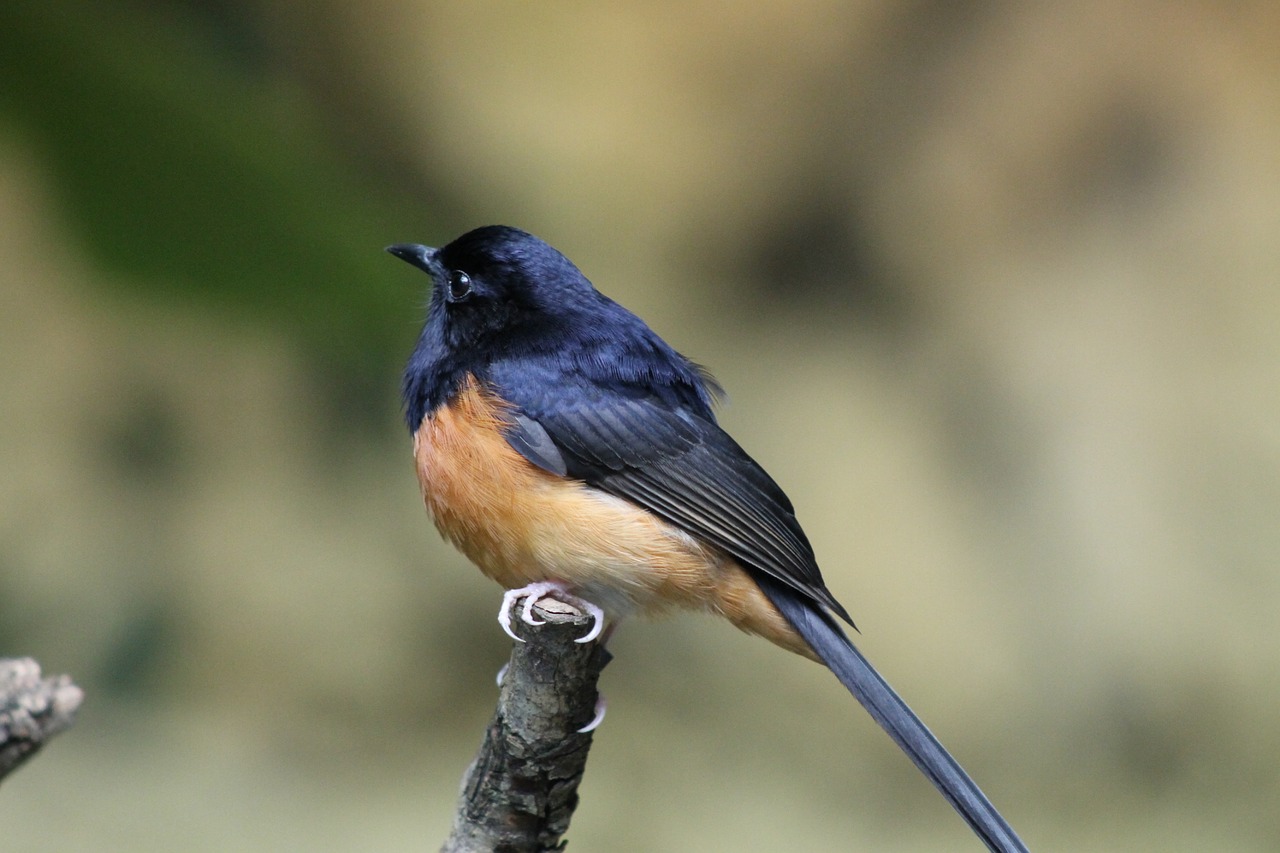 Image - zoo tiergarten schönbrunn