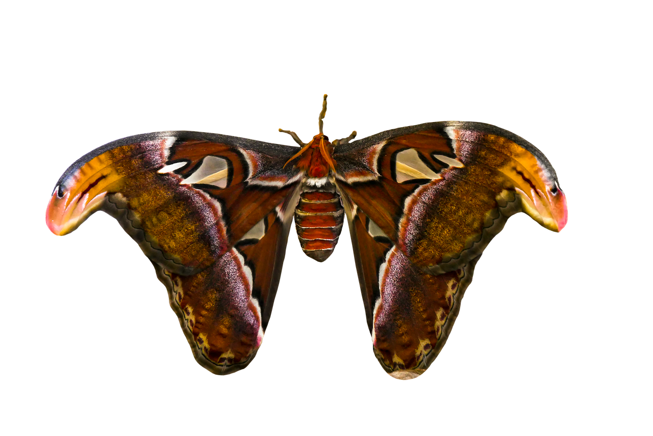 Image - animal butterfly insect atlas moth