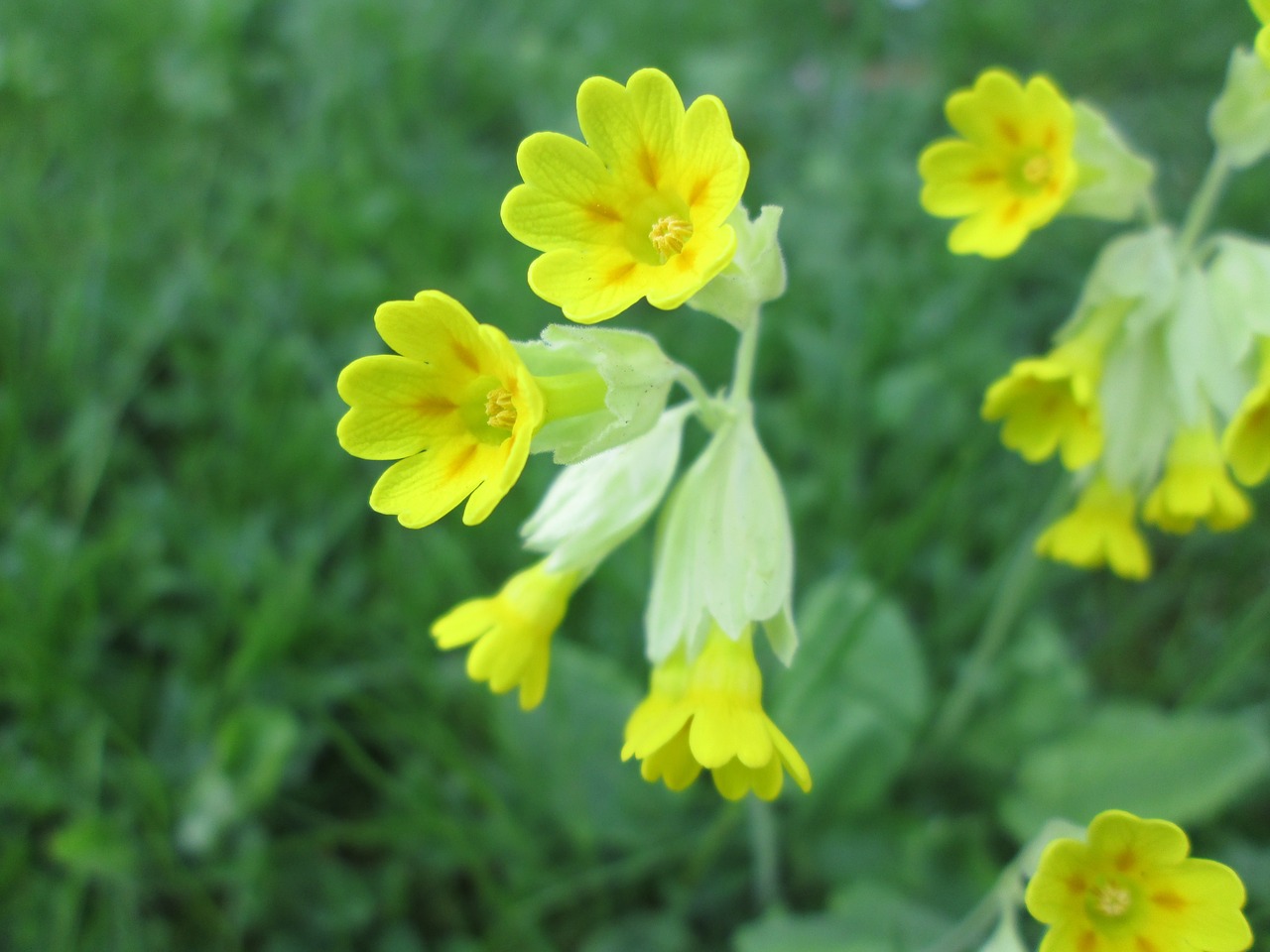 Image - primula veris roses are viveväxter