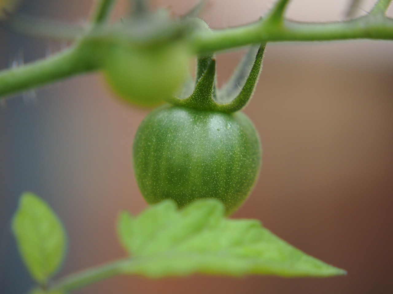 Image - tomato garden produce green food