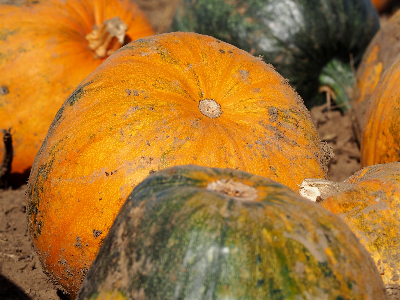 Image - pumpkin pumpkin box pumpkins autumn