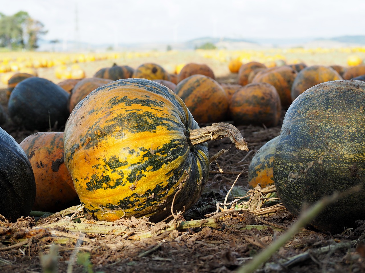 Image - pumpkin pumpkin box pumpkins autumn