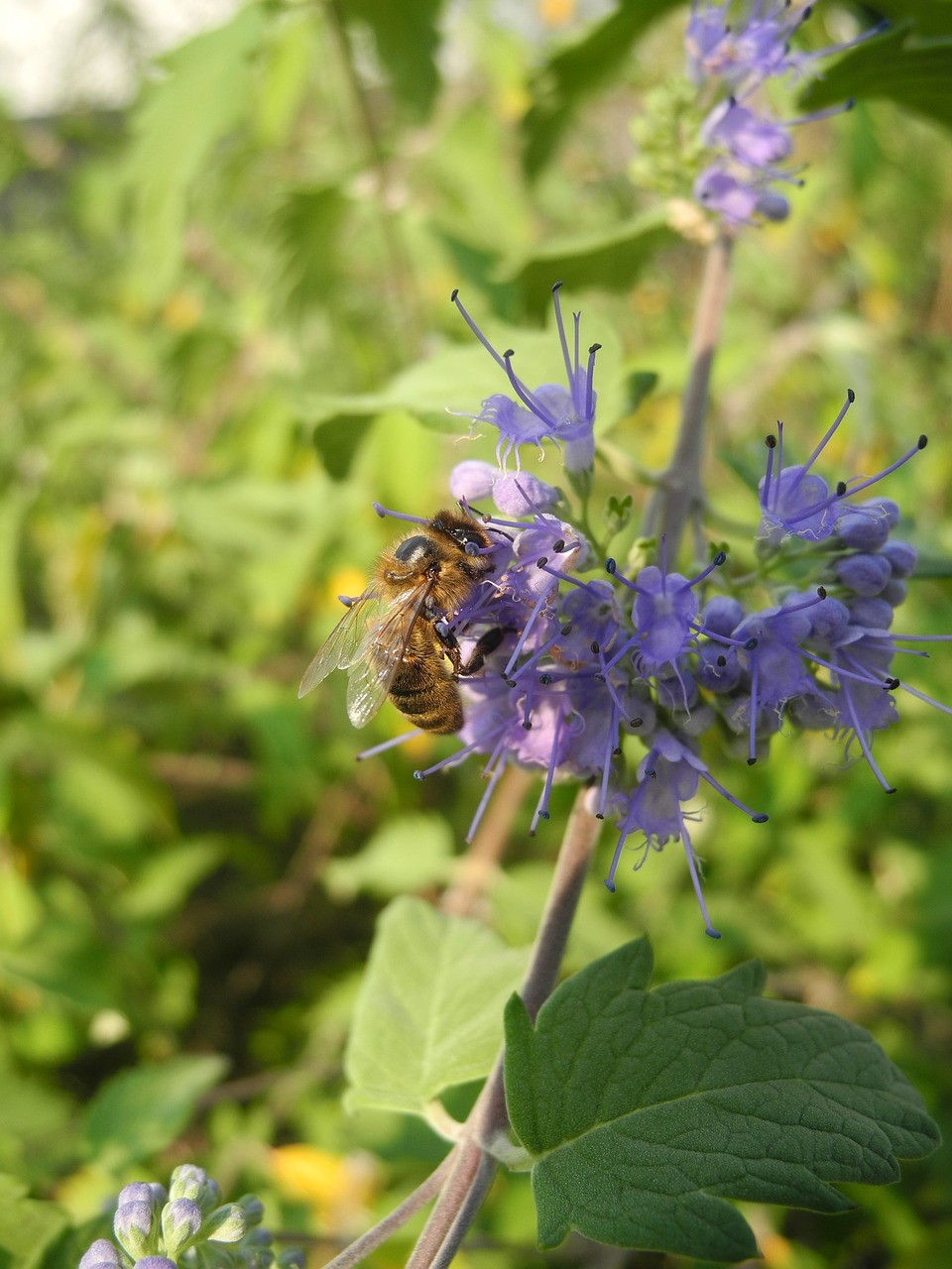 Image - bee forage purple flower insect