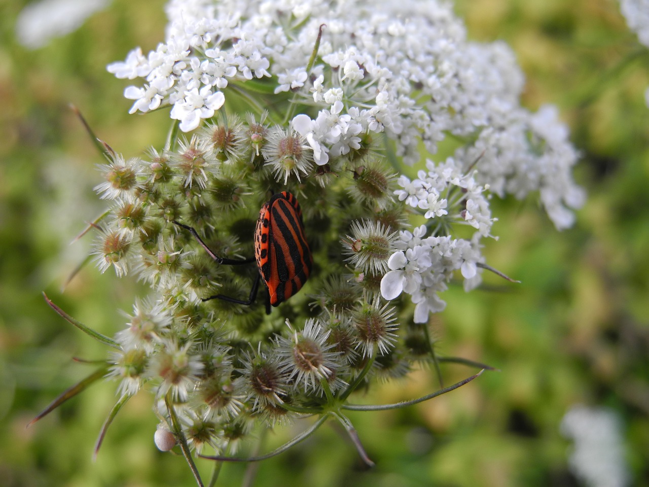 Image - insect stripes orange and black