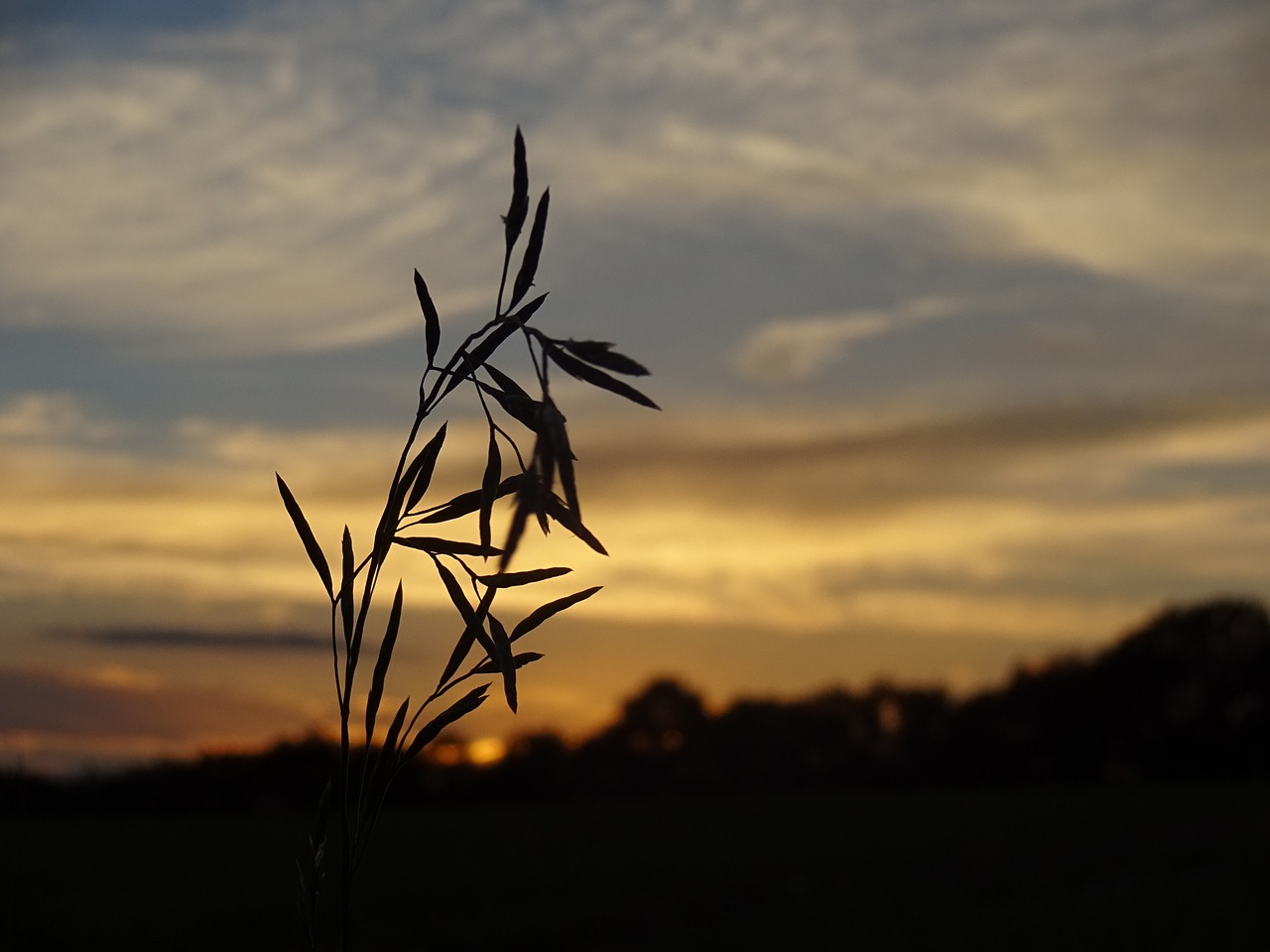 Image - blade of grass evening light sunset