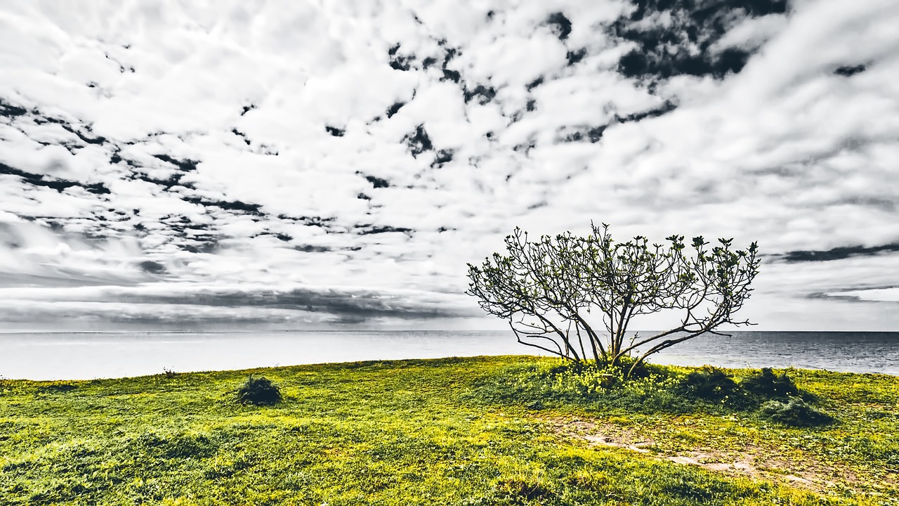 Image - bush seaside green