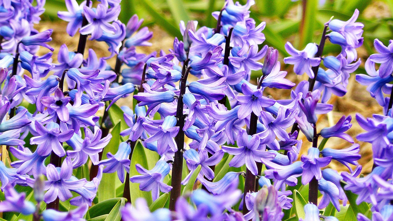 Image - hyacinth jacinth flowers flower