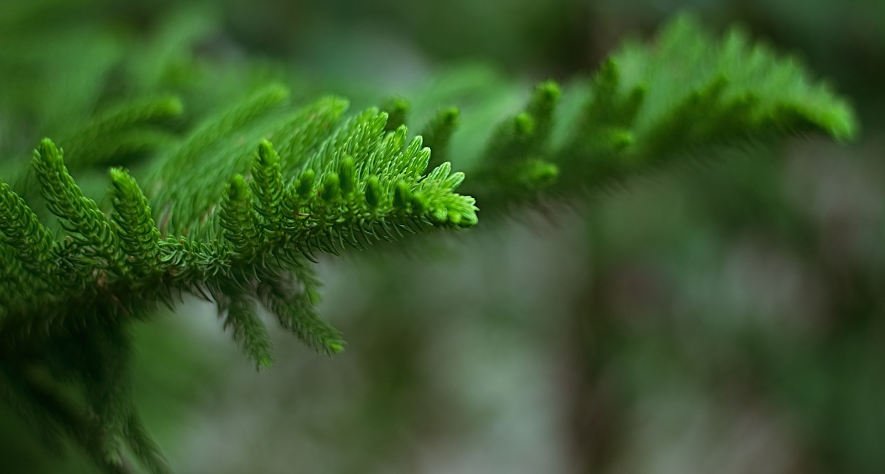 Image - leaves bokeh nature leaf blur