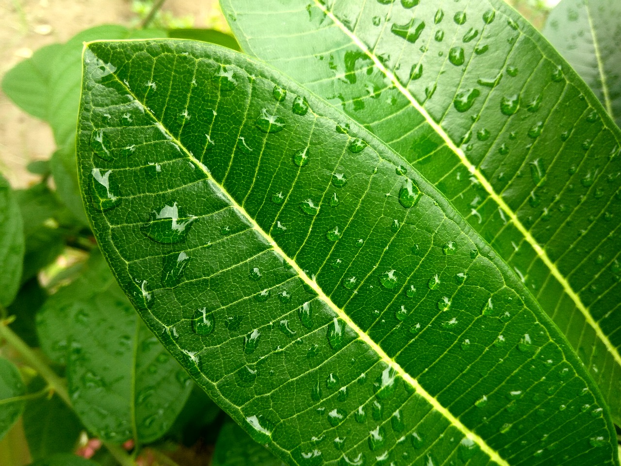 Image - leaf rain rainy day raindrops