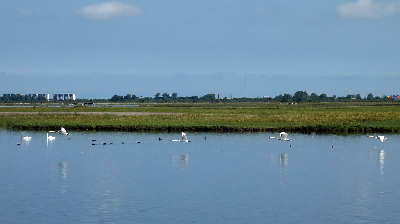 Image - swans birds flight water birds