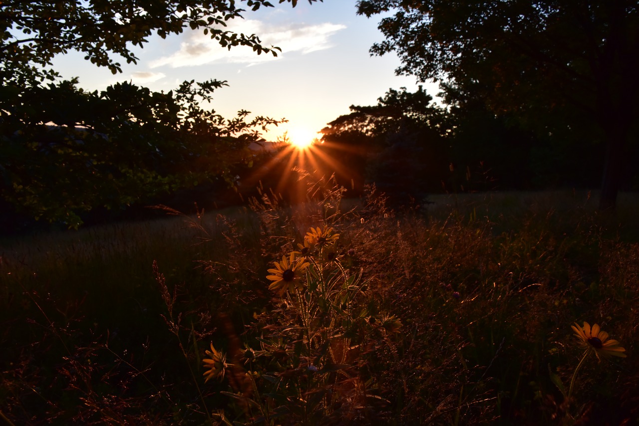 Image - sunset warm backlighting