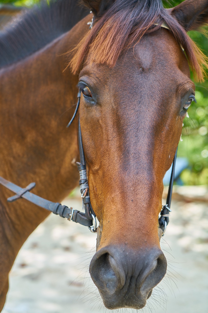 Image - horse animal nature the horses are