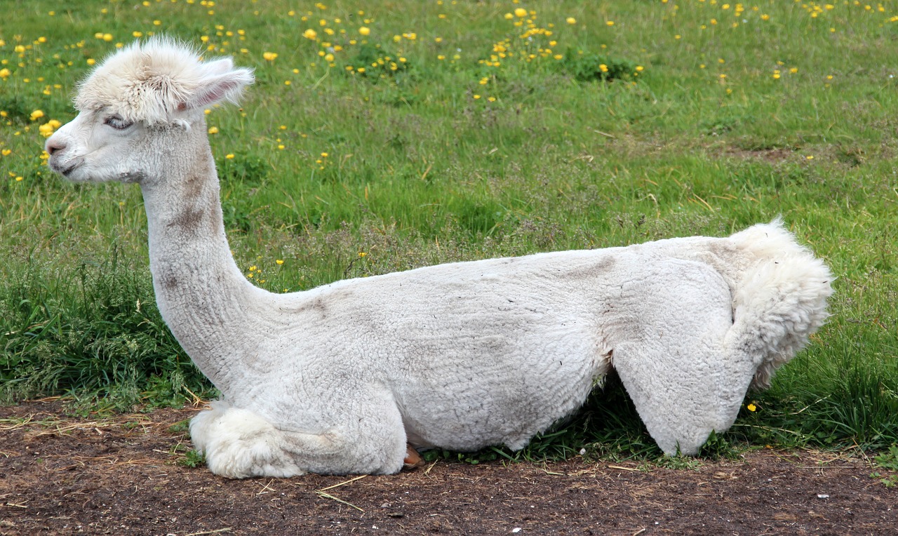 Image - alpaca lama animal peru fluffy