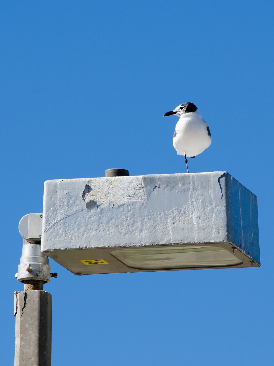 Image - seagull lantern bird white bird
