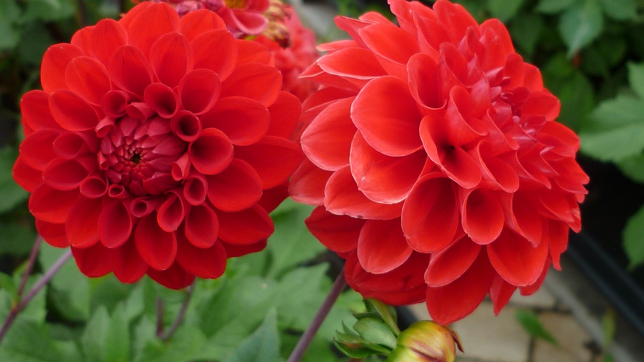 Image - dahlia flower red gorgeous