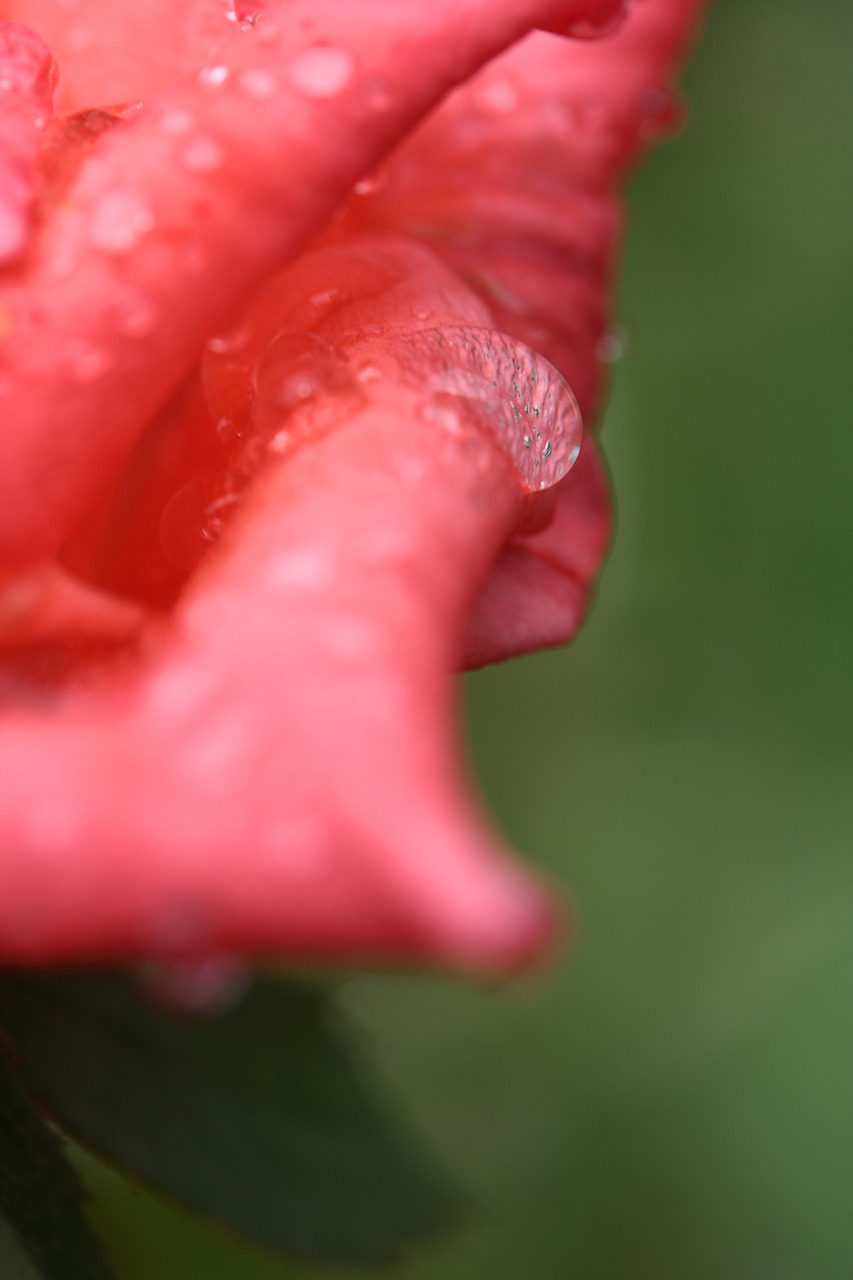 Image - rose macro pink love wet moist