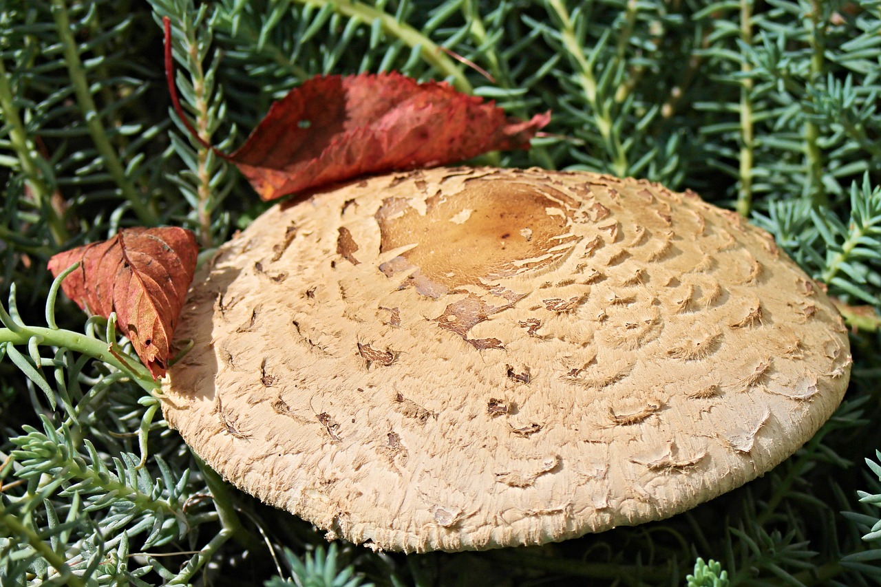 Image - parasol screen fungus mushroom