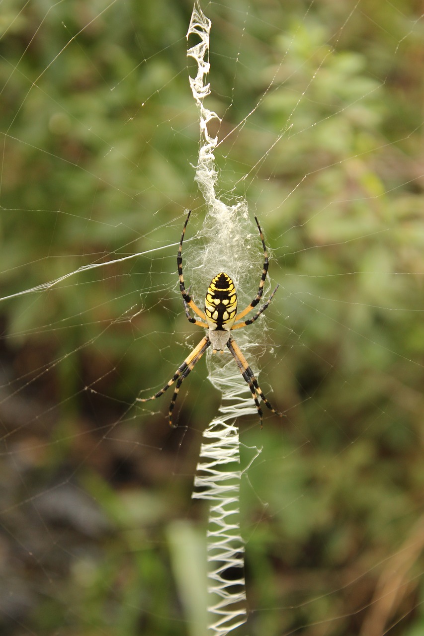 Image - garden spider yellow black web