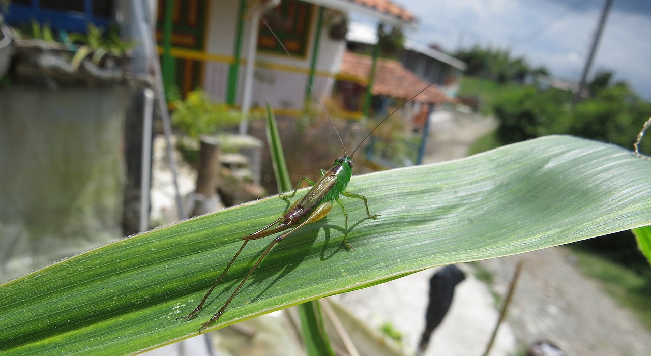 Image - macro insect jumper grasshopper