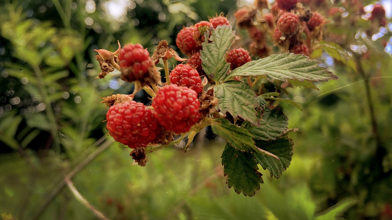 Image - raspberries red green wild fresh