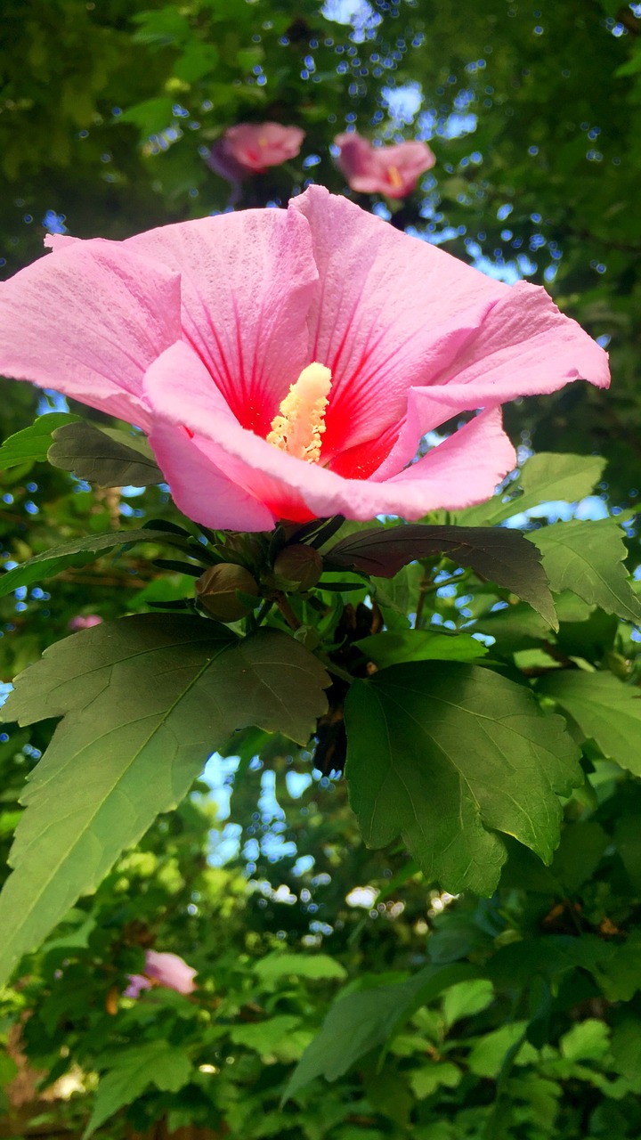 Image - hdr pink flower nature summer