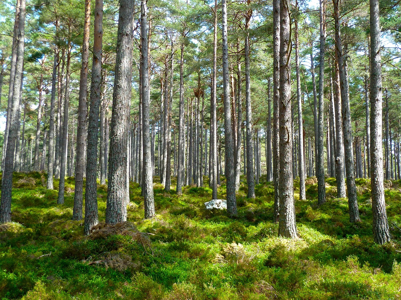 Image - forest trees ecology environment